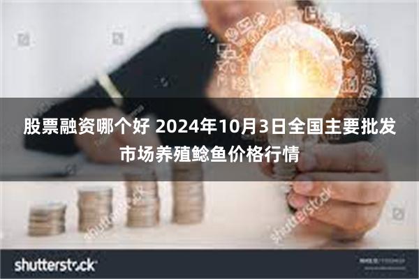 股票融资哪个好 2024年10月3日全国主要批发市场养殖鲶鱼价格行情